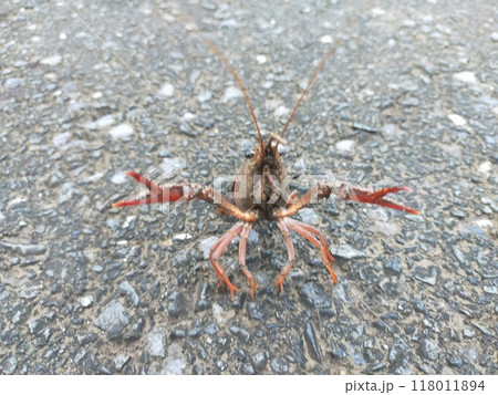 ザリガニ 118011894