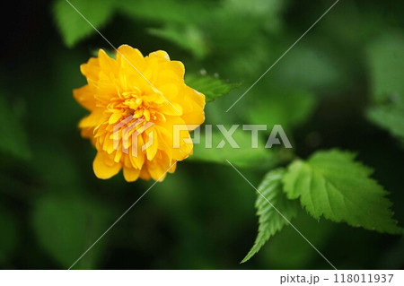 ヤマブキ 八重咲きの花 ヤマブキ 八重咲きの花 118011937