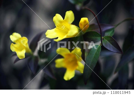 カロライナジャスミンの花香る カロライナジャスミンの花香る 118011945
