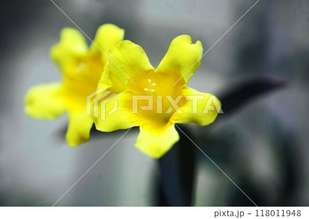 カロライナジャスミンの花香る カロライナジャスミンの花香る 118011948