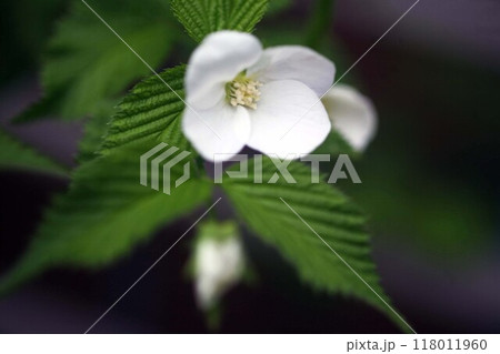 咲き始めた白い山吹 咲き始めた白い山吹 118011960