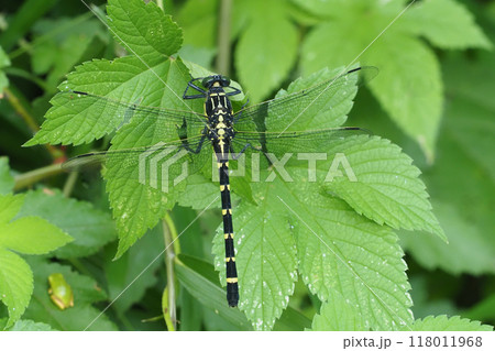 コオニヤンマ（メス） 118011968