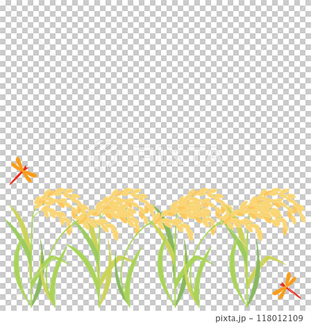 Illustration of ripe rice, rice ears and red dragonflies - Aspect ratio 1:1 version 118012109