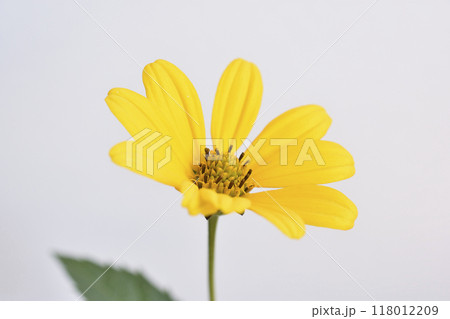 姫向日葵 118012209