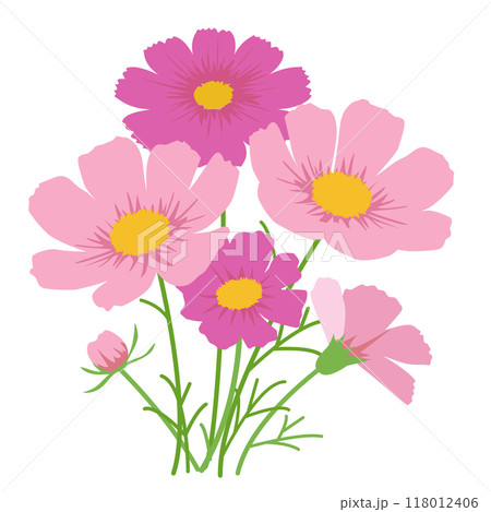 満開になったピンクのコスモスの花のベクターイラスト画像 満開になったピンクのコスモスの花のベクターイラスト画像 118012406