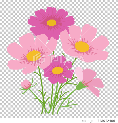 満開になったピンクのコスモスの花のベクターイラスト画像 満開になったピンクのコスモスの花のベクターイラスト画像 118012406