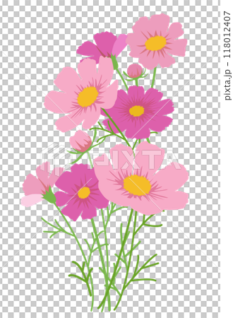 満開になったピンクのコスモスの花のベクターイラスト画像	 118012407
