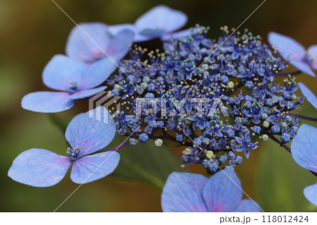紫陽花の花 118012424