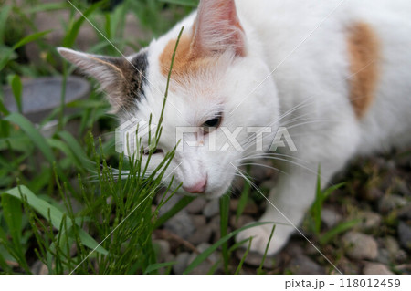 草を食む三毛猫 草を食む三毛猫 118012459