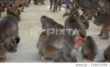 高崎山の猿 118012579