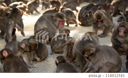 高崎山の猿 高崎山の猿 118012581