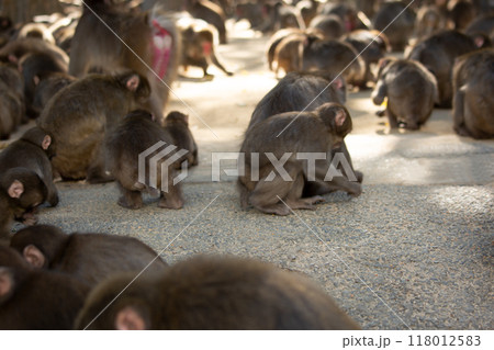 高崎山の猿 118012583