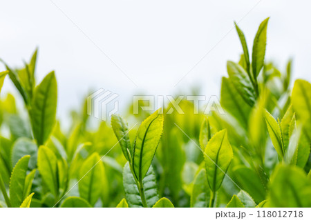 新緑の茶葉 クローズアップ 新緑の茶葉 クローズアップ 118012718