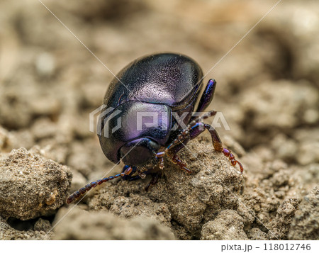 Violet leaf beetle walking on the soil surface 118012746