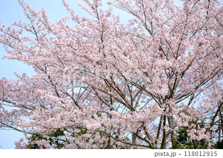 華やか　桜の花　染井吉野 118012915