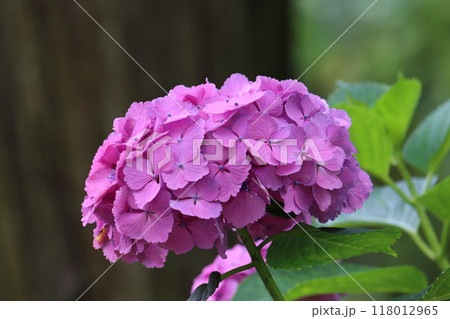 紫陽花 118012965