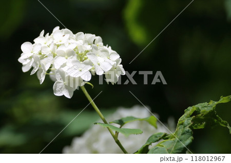 白い紫陽花 118012967