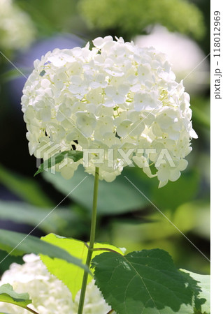 白い紫陽花 118012969