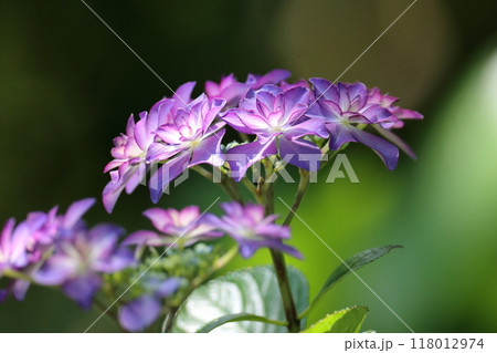 可憐な紫陽花 可憐な紫陽花 118012974