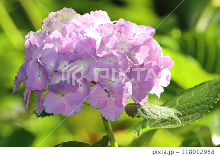 ピンク色の紫陽花 118012988