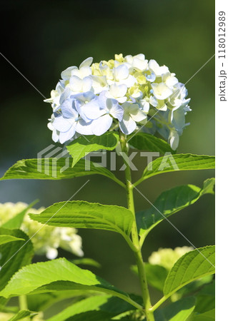 紫陽花 紫陽花 118012989