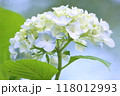 紫陽花 118012993