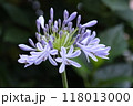 薄紫色のアガパンサスの花 118013000