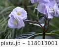 紫の花 118013001