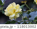 黄色いバラ 118013002