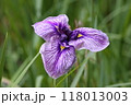 紫色の花びらが美しいハナショウブ 118013003