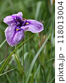 紫色の花びらに紫の筋が入ったハナショウブ 118013004
