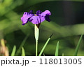花菖蒲 118013005