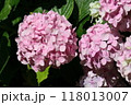 紫陽花 118013007
