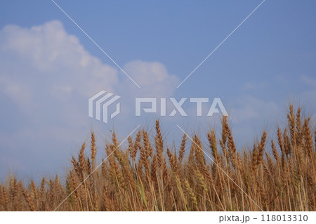 青空に向かう麦穂 118013310