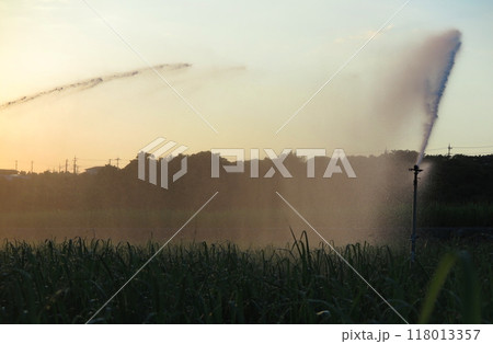 夕刻のサトウキビ畑で、スプリンクラーによる潅水作業(沖縄県) 夕刻のサトウキビ畑で、スプリンクラーによる潅水作業(沖縄県) 118013357