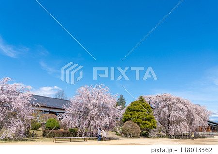 長野県飯田市　杵原学校の満開のしだれ桜 118013362