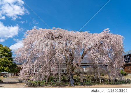 長野県飯田市 杵原学校の満開のしだれ桜 長野県飯田市 杵原学校の満開のしだれ桜 118013363