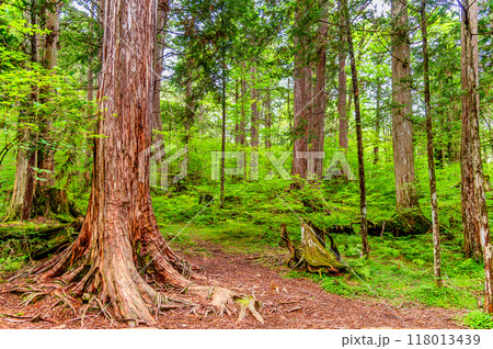 長野 赤沢自然休養林 118013439