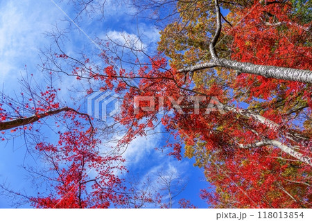 青空バックに見上げる真っ赤なモミジの紅葉 118013854