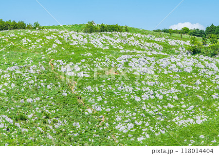山口県美祢市　新緑が美しい初夏のカルスト台地　秋吉台 118014404