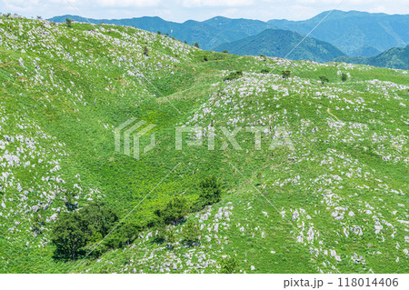 山口県美祢市 新緑が美しい初夏のカルスト台地 秋吉台 山口県美祢市 新緑が美しい初夏のカルスト台地 秋吉台 118014406