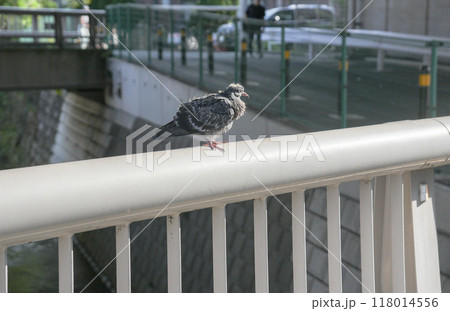 橋の欄干に止まるキジバトの幼鳥 橋の欄干に止まるキジバトの幼鳥 118014556