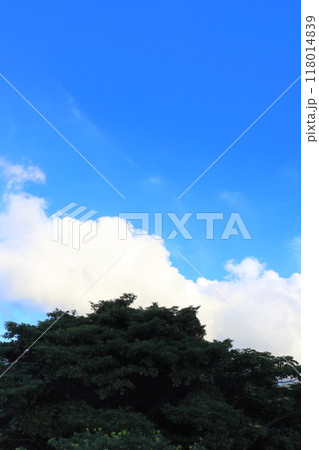 青空　白い雲　樹木 118014839