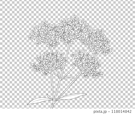 女郎花のリアルな線画イラスト 118014842