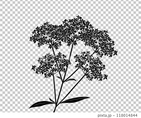 女孩花的黑白插圖(帶有白色輪廓) 女孩花的黑白插圖(帶有白色輪廓) 118014844