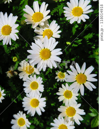 花壇のマーガレットの花の風景 花壇のマーガレットの花の風景 118014918