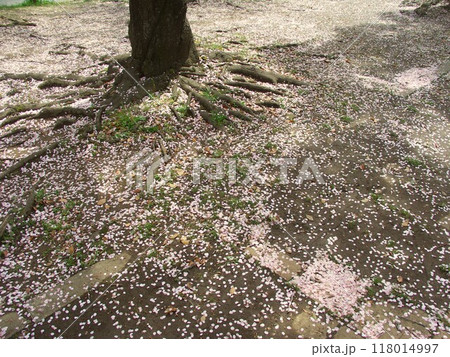 桜の花びらの散った春の公園の庭風景 118014997
