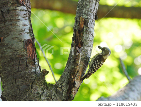 コゲラの子育て コゲラの子育て 118015435