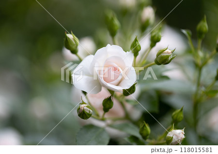 淡いピンク色のバラ 118015581