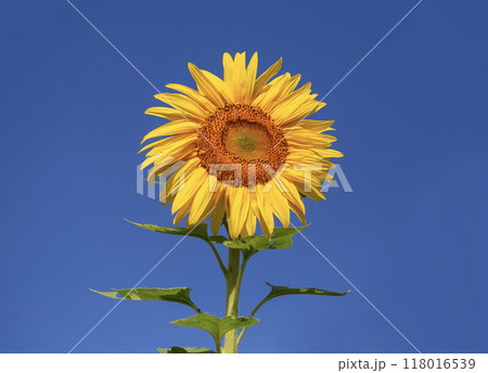 Single sunflower Isolated against sky. 118016539